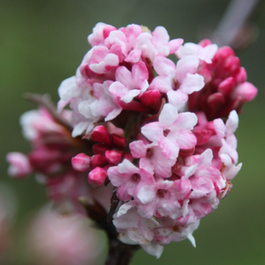 Viburnum × bodnantense Dawn