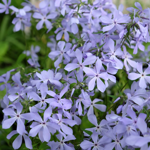 Phlox divaricata Clouds of Perfume
