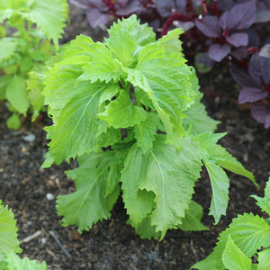 shiso 