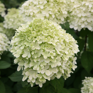 Hydrangea paniculata Limelight (PBR)