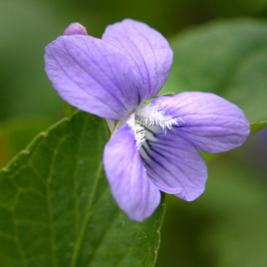 Viola odorata 