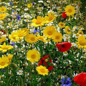 Cornfield seed collection