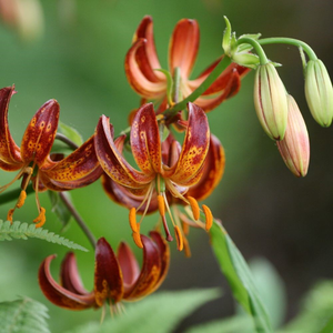 Lilium martagon Arabian Night