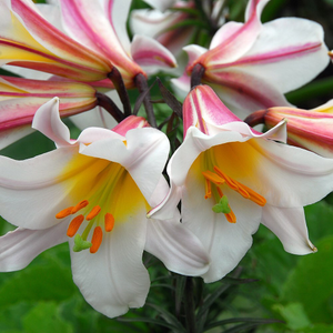 Lilium regale 