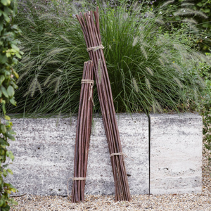 Willow plant sticks