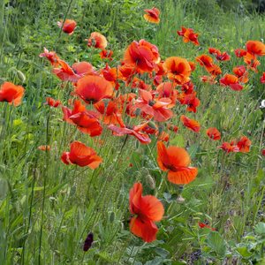 Papaver rhoeas