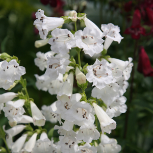Penstemon White Bedder