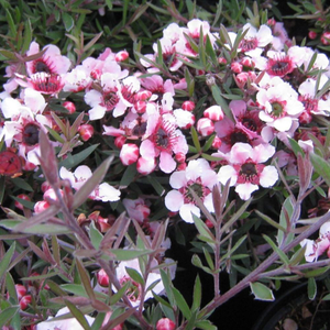 Leptospermum scoparium Martini