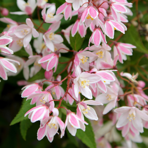 Deutzia × rosea Yuki Cherry Blossom ('Ncdx2') (PBR)