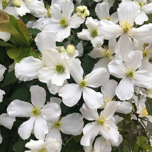 Clematis montana var. grandiflora