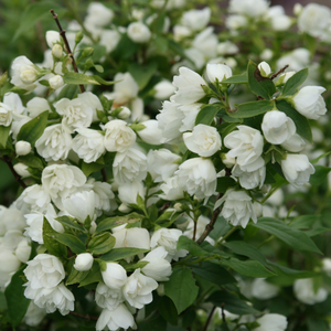 Philadelphus Manteau d'Hermine