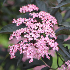 Sambucus nigra f. porphyrophylla 'Gerda' (PBR)