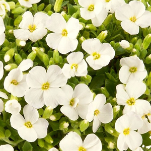 Aubrieta Axcent White (Axcent Series)