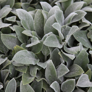Stachys byzantina Silver Carpet