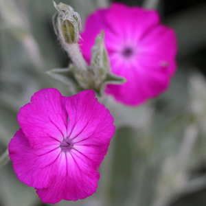 Silene coronaria 