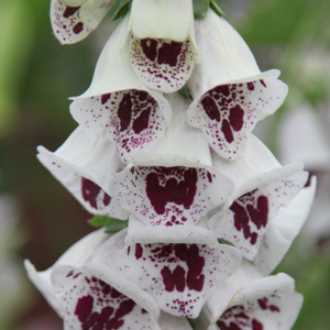Digitalis purpurea Pam's Choice