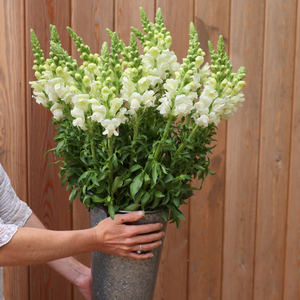 Antirrhinum majus Admiral White