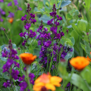 Linaria maroccana Licilia Violet (Licilia Series)