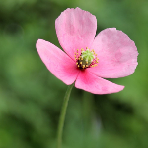 Papaver dubium subsp. lecoqii Albiflorum