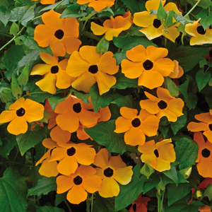 Thunbergia alata Susie Orange with Black Eye (Susie Series)
