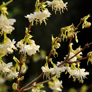 Lonicera fragrantissima