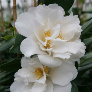 Camellia japonica Silver Anniversary