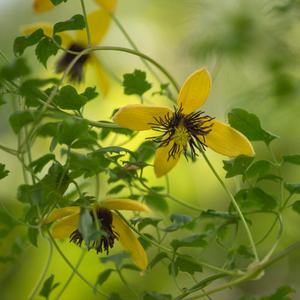 Clematis Bill MacKenzie