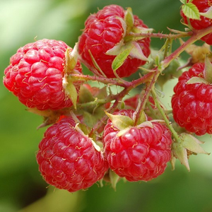 raspberry Glen Ample (PBR)