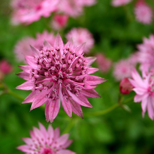 Astrantia Roma (PBR)