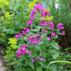 Lunaria annua 