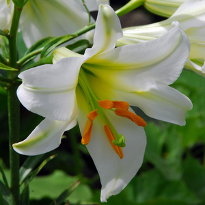 Lilium regale Album