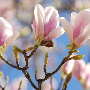 Magnolia × soulangeana 