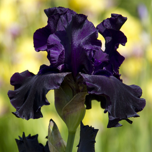Iris Black Dragon