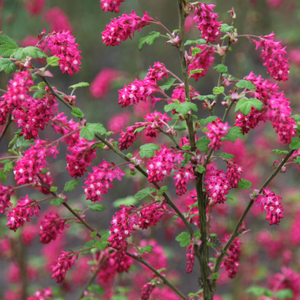 Ribes sanguineum Pulborough Scarlet