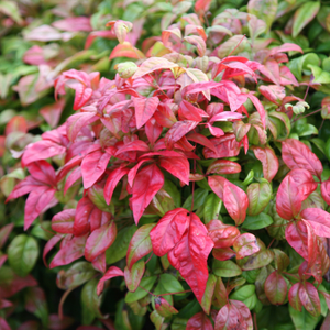 Nandina domestica Fire Power