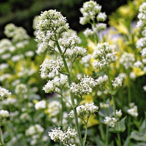 Centranthus ruber Albus