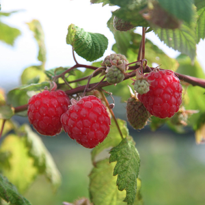 raspberry Autumn Bliss