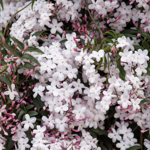 Jasminum polyanthum 