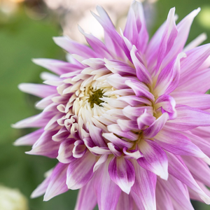 Dahlia Kiev