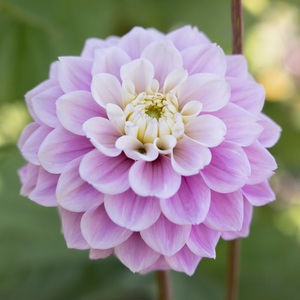 Dahlia Sweet Love