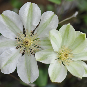 Clematis Guernsey Cream