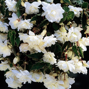 Begonia (Pendula Group) White Giant