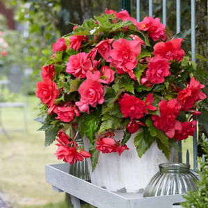 Begonia (Pendula Group) Pink Giant