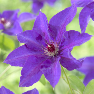 Clematis The President