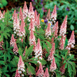 Tiarella Pink Skyrocket (PBR)