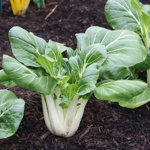 pak choi Joi Choi F1