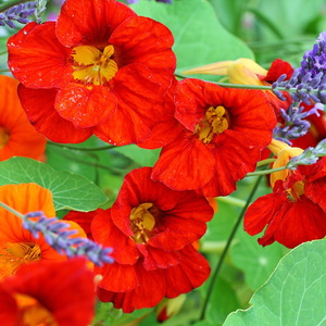 Tropaeolum majus Empress of India