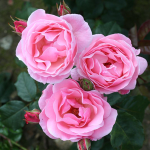 Rosa The Queen Elizabeth