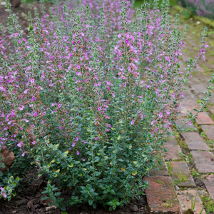 Teucrium × lucidrys 