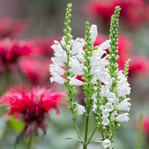 Physostegia virginiana Crystal Peak White